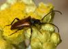 Pseudovadonia livida